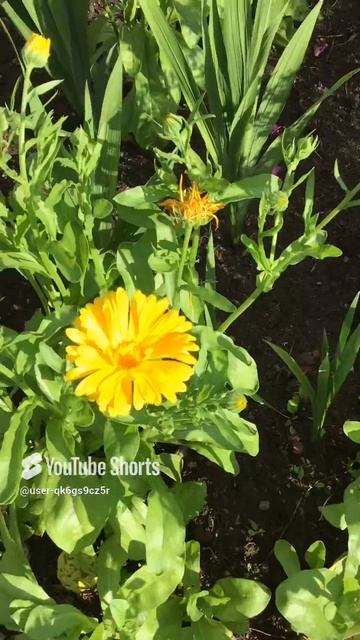 Ленинградская область. Хвойное. 16.07.2024. Дача. Календула