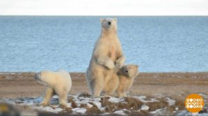 Мишки, вас посчитали! Доброе утро. Фрагмент выпуска от 27.11.2025