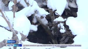 Куст как сигнальная лента: жители домов на проспекте Химиков опасаются колодцев