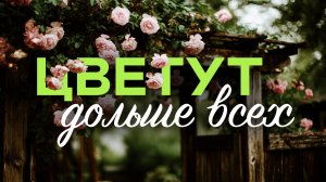 14 Самых Красивых Кустарников Которым Вообще Не Нужен Уход. Посадил И Забыл!