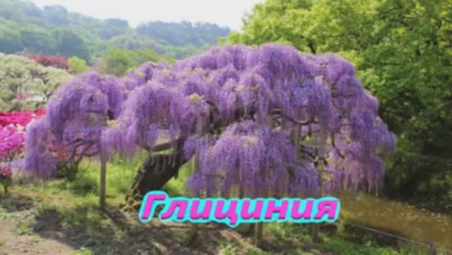 Дерево Глициния