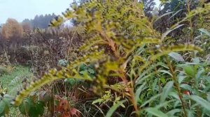 #природа всегда красива несмотря на дождь