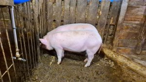 Свиньи Рыгают,Хотелось бы узнать что привело  вас на мой канал