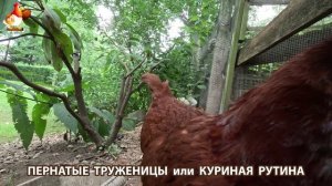 Куриная рутина – что делают куры на выгуле 😂 эпизод (69)