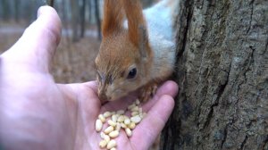Голодная белка. Зарисовка
