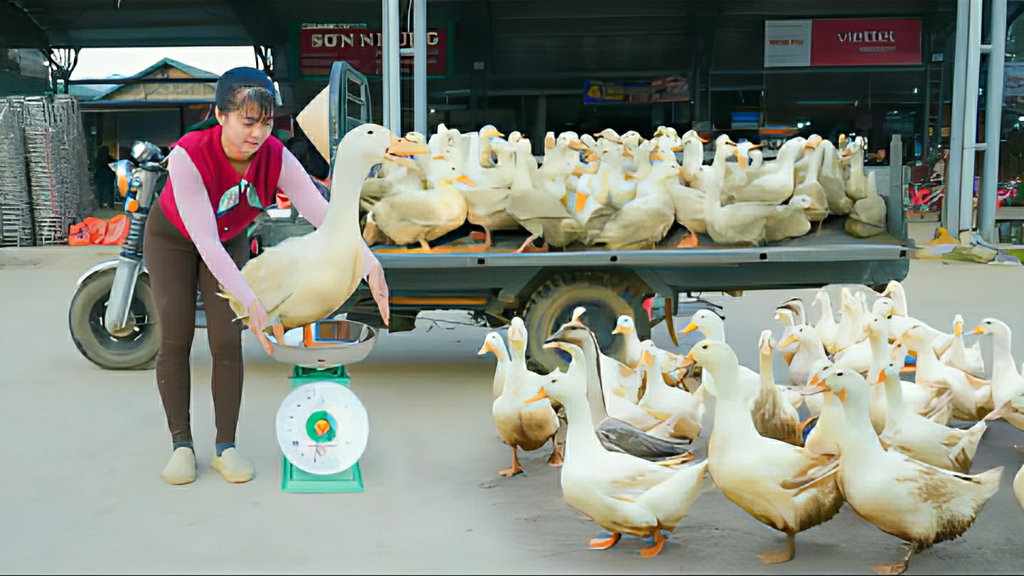 Собираю уток после 4-месячного выращивания, и везу на трицикле на рынок продавать. Жизнь во Вьетнаме