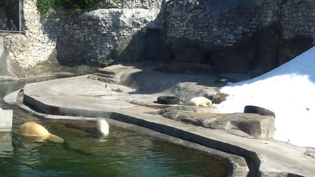 Белый медвежонок плавает и играет!