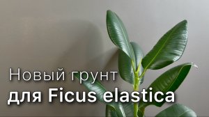 Как размножить ФИКУС | Черенкование ЭЛАСТИКИ | Подарок своими руками DIY