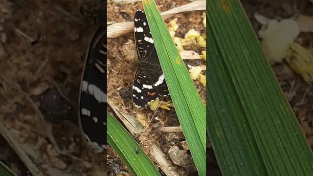 Бабочка пестрокрыльница изменчивая, летняя форма