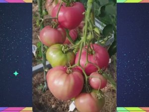 Каталог томатов. Новинки 2025 года. Часть 8. г. Киров.   т. 89229284031