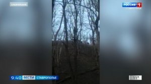 Стадо оленей запечатлел на камеру житель Ставрополья