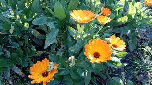 Что в огороде ! Как у меня сегодня брали кровь на анализы ! После школьного собрания ! Юг России🌴