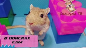 ПРОГУЛКА ПЕСЧАНКИ-ХОМЯКА ПО ЛАБИРИНТУ ДЛЯ ДЕТЕЙ!