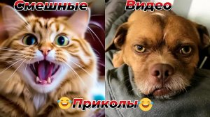 Смешные видео приколы|Коты и собаки|Юмор и Приколы.
