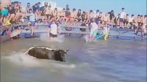 Самые Безумные Нападения Животных, Снятые на Камеру