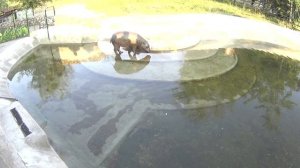 Карликовый бегемот в Московском зоопарке