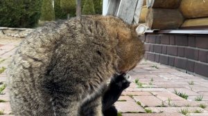 ДНЕВНИК лесного кота Барсика: 27-11-2025