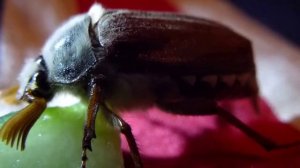 Видео на случай, если вы никогда не видели, как ест майский жук