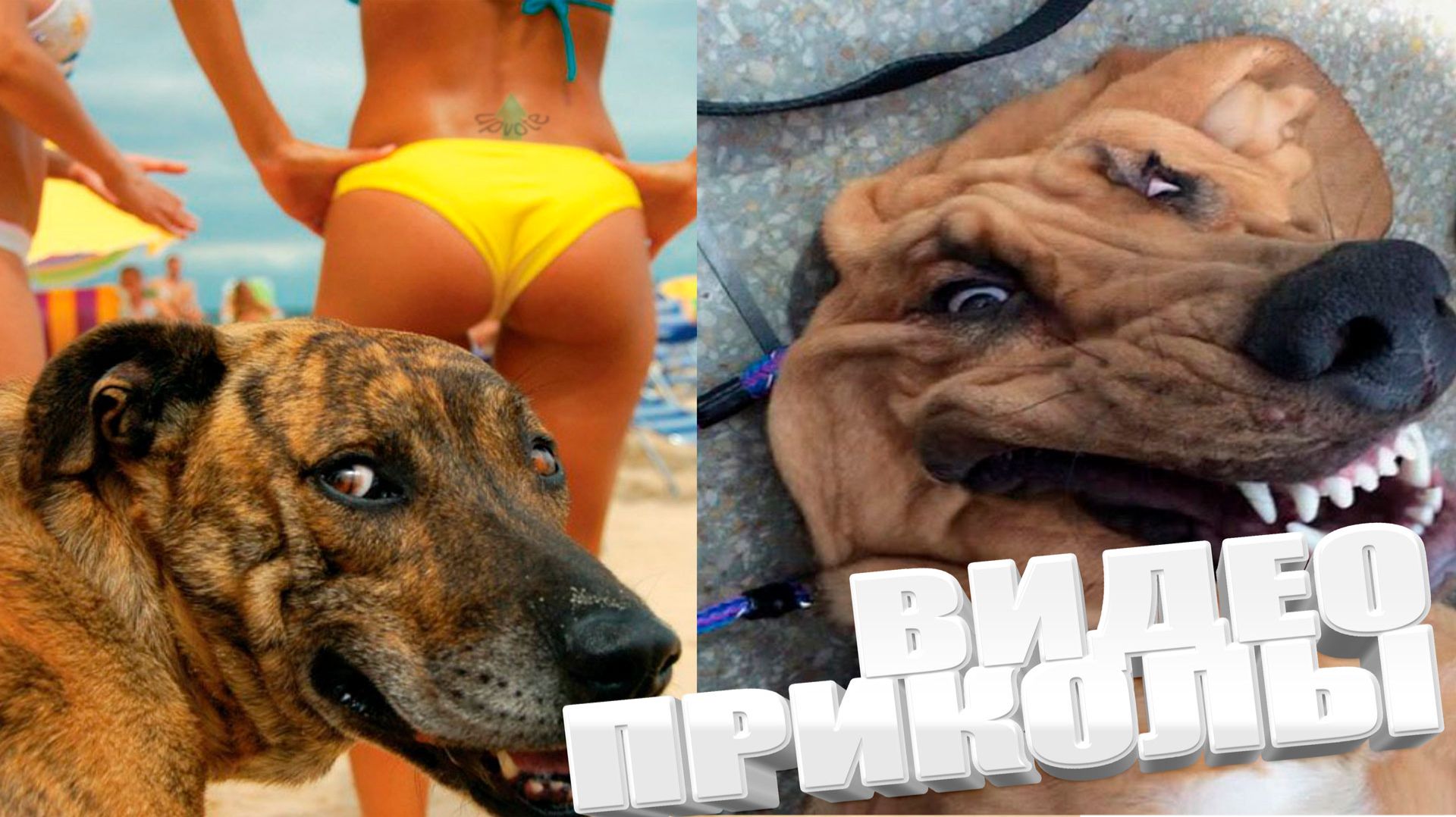 подборка приколов до слëз | смешные видео | лучшие приколы, юмор