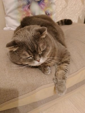 Челлендж с Коеопатрой