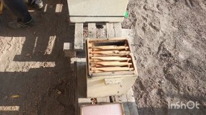 Расплод вышел , из мини плюса, есть клещ.