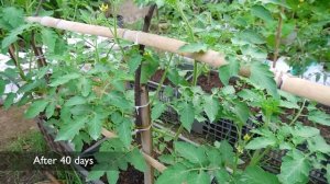 Помидоры (томаты). Способ выращивания №1. / 2023.12.26