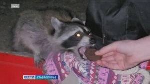 Диких животных на Ставрополье прививают от бешенства