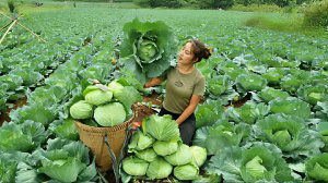 Собираю большую капусту для продажи. Готовлю пищу с домашними животными. Жизнь во Вьетнаме. Дуонг