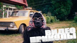 ТОПОВЫЕ ПРИКОЛЫ 2025 \ СМЕШНЫЕ ВИДЕОПРИКОЛЫ \ КАЧЕСТВЕННАЯ ПОДБОРКА ВИДЕОПРИКОЛОВ