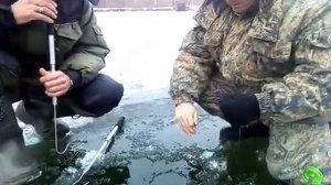 Ловля больших щук на жерлицы в зимний период.