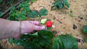 Про укрытие клубники на зиму