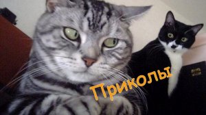 Это не монтаж! Реальные приколы!