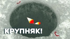 В ЭТОЙ ЛУНКЕ...КРУПНЯК ВЛУПИЛ ПОПЛАВОК и КИВОК! Мешок рыбы. Зимняя рыбалка 2025