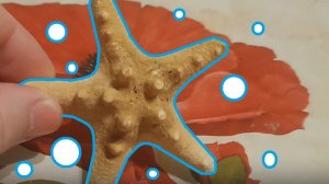 Морская звезда