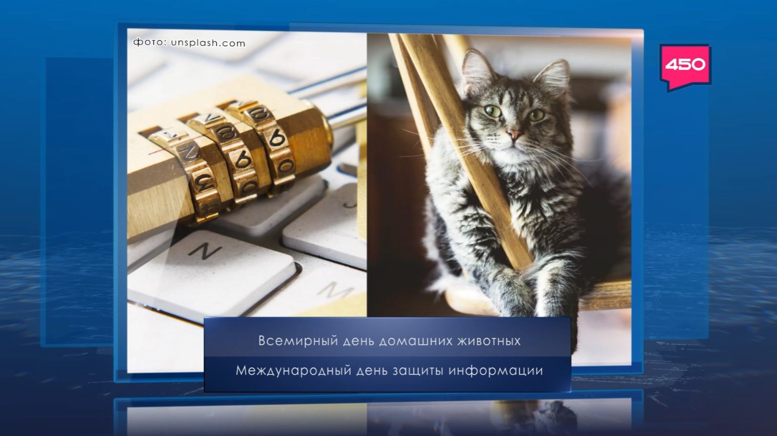 Всемирный день домашних животных. Календарь Губернии от 30 ноября