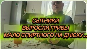 САМВЕЛ АДАМЯН, СЫТНИКИ, ВЫРОСЛИ ГРИБЫ, МАЛО СПИРТНОГО НА ДНЮХУ..