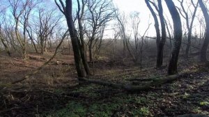 Гонная лиса, шумовой заяц! Охота с РГ Баян