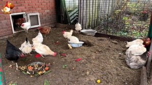 Куры осенью очень счастливы 🤗😂😜  (21)