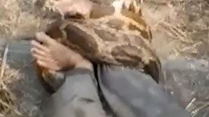 Огромный питон напал на сотрудника тепловой электростанции в Индии