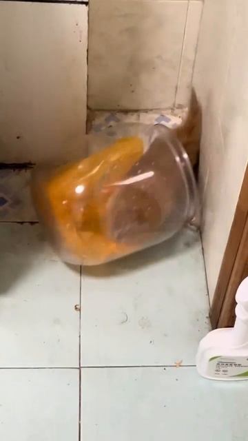 Попался, рыжий