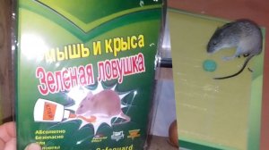 27-11-2025 Как я избавляюсь от мышей / слабонервным не смотреть.