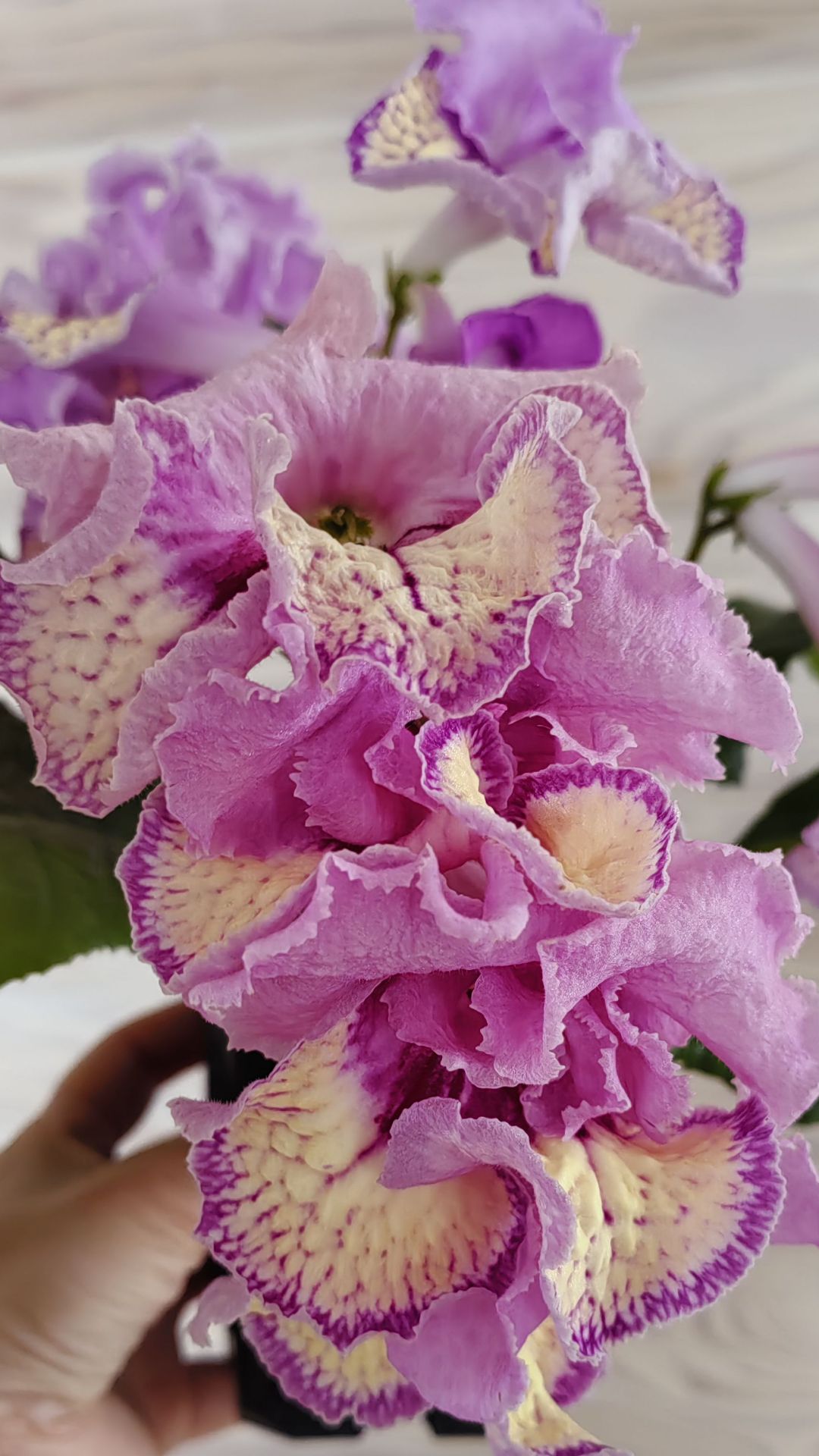 Стрептокарпус Нюша