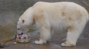 Белой медведице Айке исполнилось пять лет в Московском зоопарке