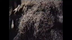 Крестьянка 1902 года рождения о жизни при Царе Просто до слёз