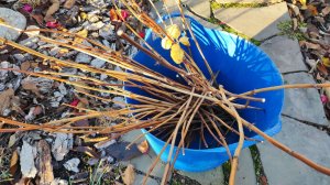 Черенкование в ноябре и даже декабре