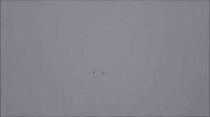 Голуби серпастые и туман.