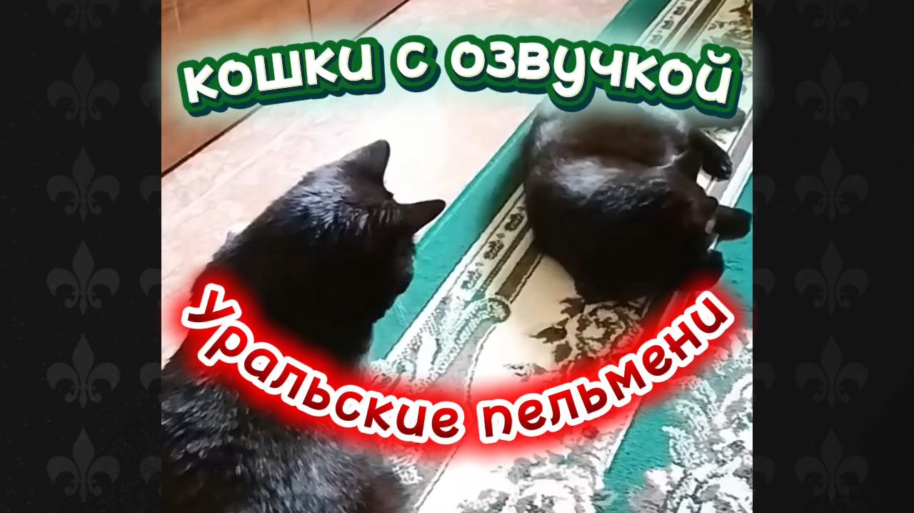 КОШКИ С ОЗВУЧКОЙ.