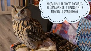 Сова Ёль села в доме и сидит, ничего не делает. Рассказываю, откуда я беру деньги, "не работая"