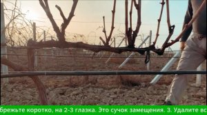 Плодовое звено — это основа урожая.