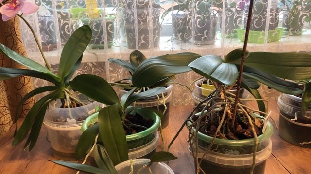 Полив не цветущих орхидей Сюрприз от детки Когда можно омолаживать орхидеи